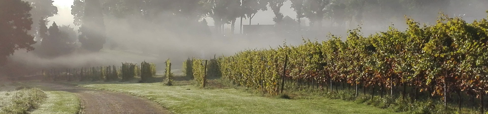Vakantieboerderij de Holdeurn - header wijnen